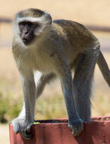 sAf-0029.jpg