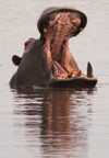 sAf-0034.jpg