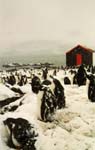 These penguins seem to think it's cold south of the circle!
