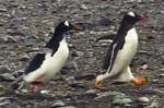 Keystone penguins.