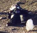And he sits on her face.  I knew penguins were friendly, but. . ..
