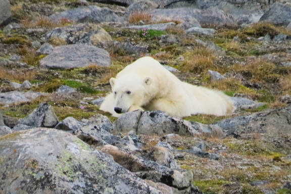 image b-arctic-20.jpg