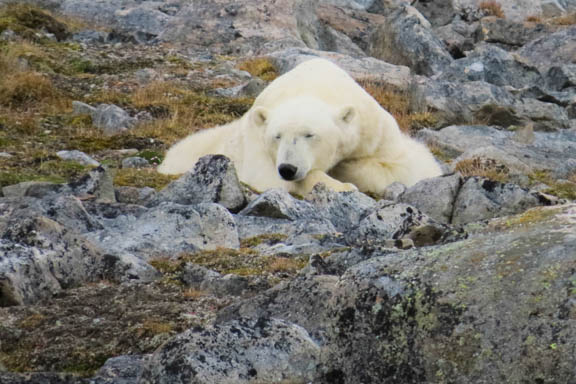 image b-arctic-21.jpg