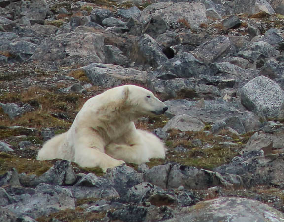 image b-arctic-23.jpg
