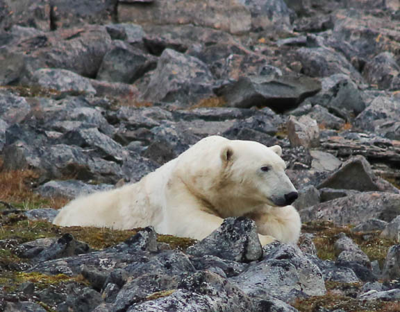 image b-arctic-24.jpg