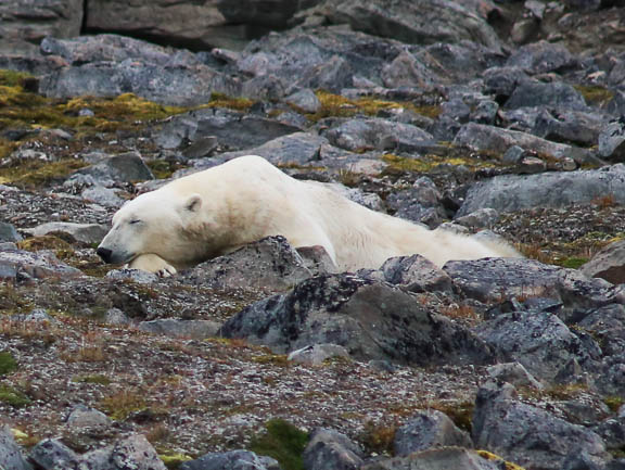 image b-arctic-26.jpg