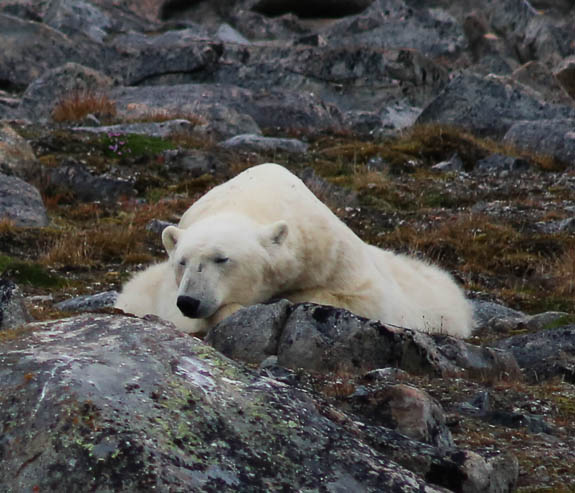 image b-arctic-27.jpg