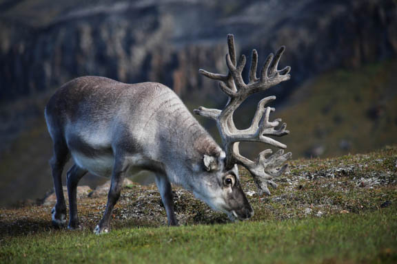 image b-arctic-34.jpg
