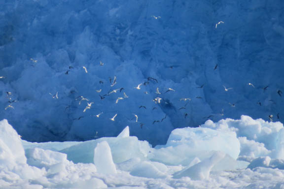 image b-arctic-50.jpg