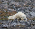 s-arctic-25.jpg