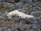 s-arctic-26.jpg