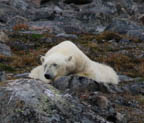s-arctic-27.jpg