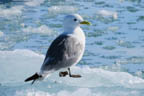 s-arctic-46.jpg