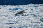 s-arctic-48.jpg