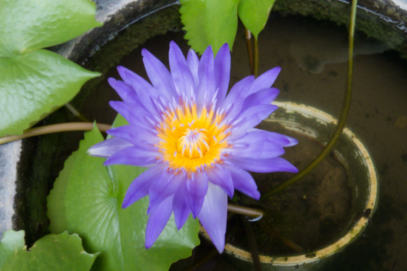 image bLV-0088.jpg