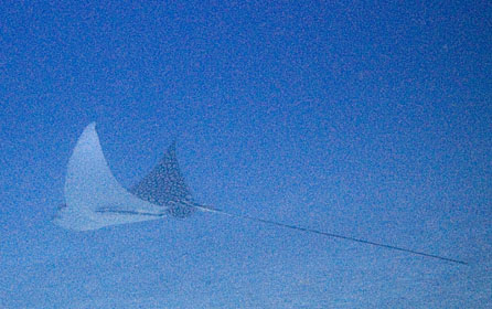 image bCe_1628w.jpg