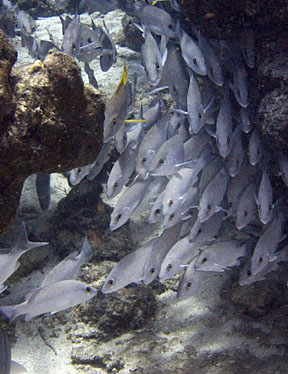 image bCf_1611w.jpg