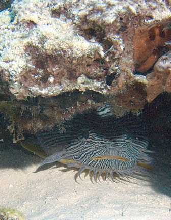 image bCf_1644w.jpg