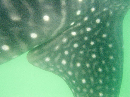 image bCw_1764w.jpg