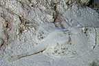 sCr_1598w.jpg