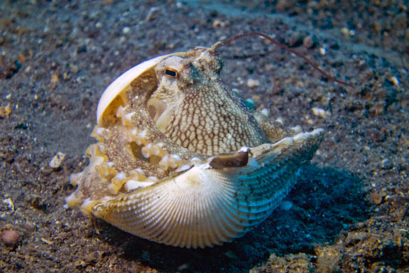 image b-indonesia-28.jpg