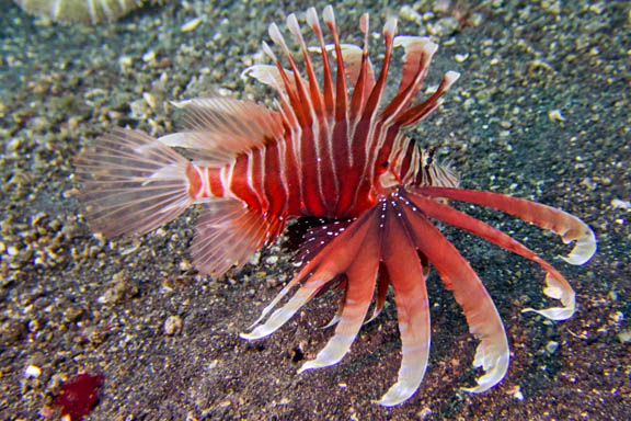image b-indonesia-29.jpg
