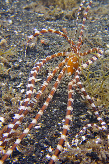 image b-indonesia-37.jpg