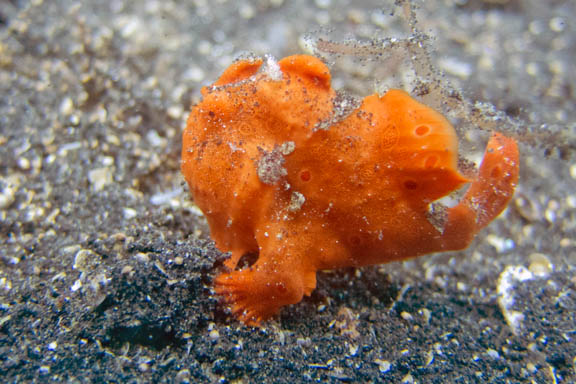 image b-indonesia-52.jpg
