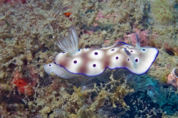 image b-indonesia-62.jpg