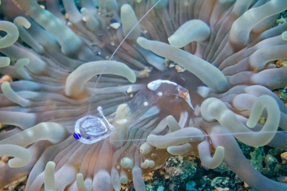 image b-indonesia-65.jpg