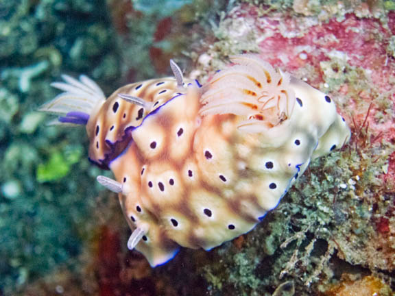 image b-indonesia-67.jpg