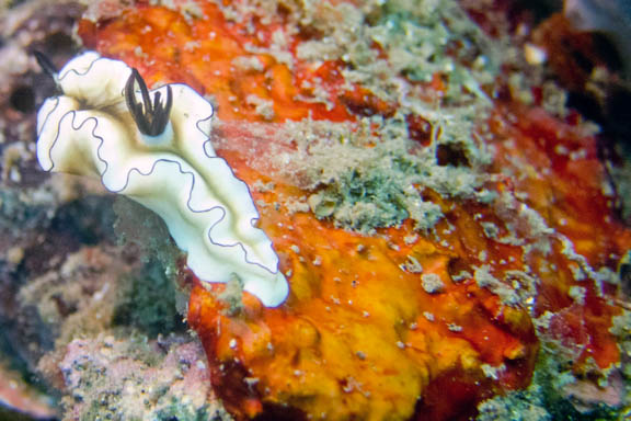 image b-indonesia-68.jpg