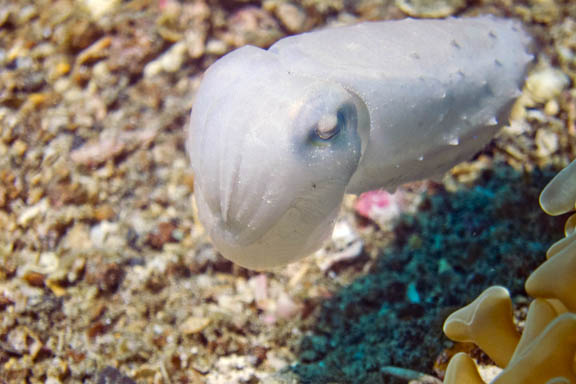 image b-indonesia-71.jpg