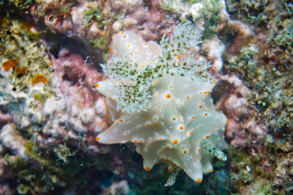 image b-indonesia-75.jpg
