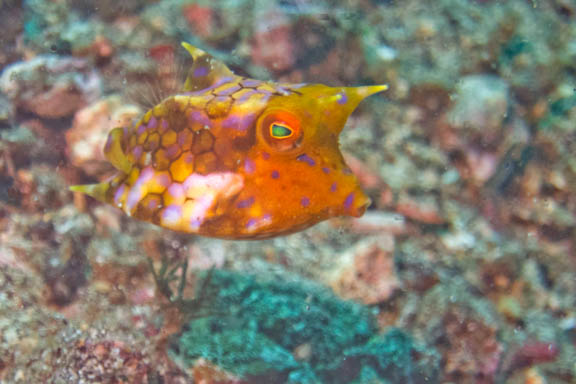 image b-indonesia-77.jpg