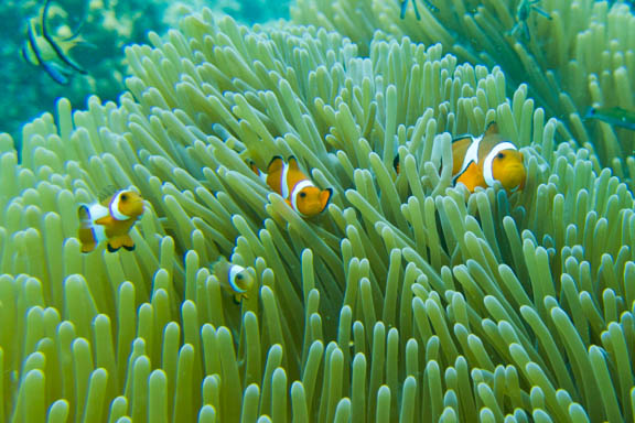 image b-indonesia-82.jpg