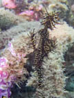 s-indonesia-31.jpg
