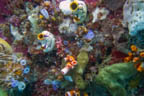 s-indonesia-66.jpg
