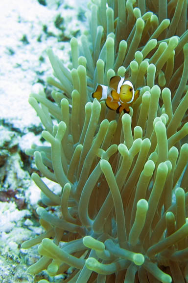 image b-philippines-17.jpg
