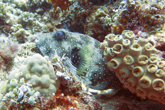 image b-philippines-21.jpg