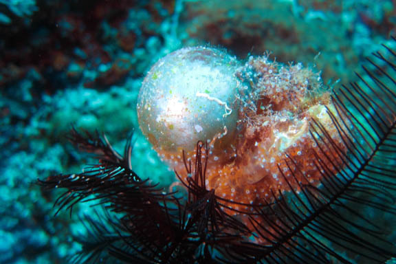 image b-philippines-23.jpg