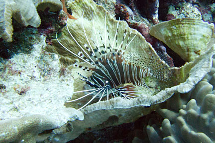 image bIMG_0161K.jpg
