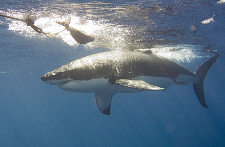 image bS_P1010046crop_1k.jpg