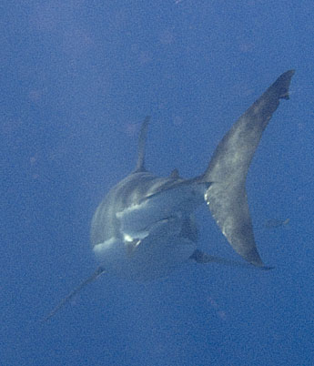 image bS_zP9250012c.jpg