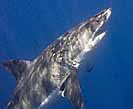 sS_P9230034cropk.jpg